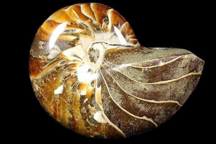 Polished Fossil Nautilus - Madagascar #113523